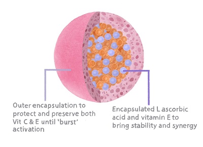 Circadian VIT C Diagram JS WEB SIZE