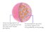 Circadian VIT C Diagram JS WEB SIZE